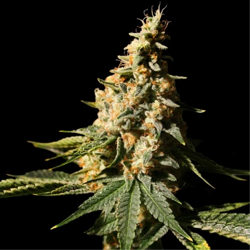 Насіння конопель Auto Gorilla Cookies Feminised Gold
